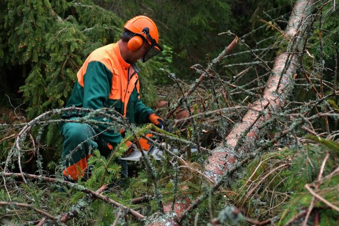Ilustračný obrázok k článku Tatry schytali ďalší ničivý úder víchrice: Vylomilo približne 2000 stromov!