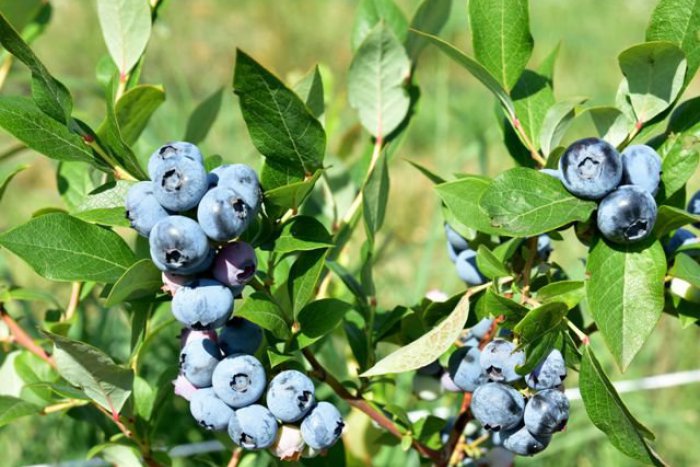 Ilustračný obrázok k článku Milujete maliny, černice a iné lesné plody? Odborník nám poradil, kde V MARTINE rastú!