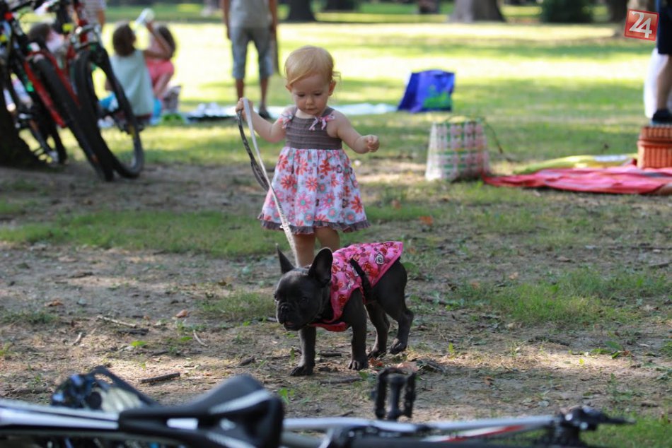 Ilustračný obrázok k článku Nitrianska chovateľka Juliana radí: Kroky, ktoré vám pomôžu pri výcviku psíka