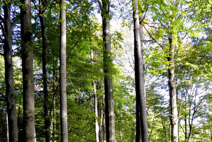 Ilustračný obrázok k článku Vzácne zvieratá, rastliny a rekordné stromy na skok od nás: Karpatské pralesy nám môže závidieť celá Európa!