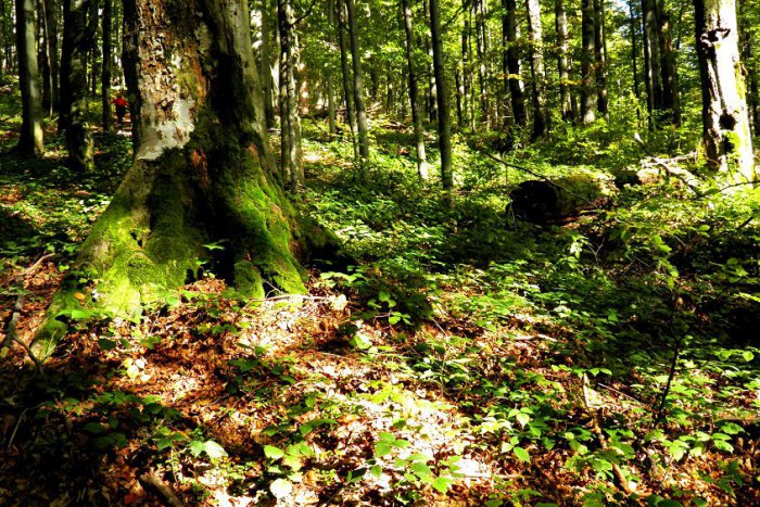 Ilustračný obrázok k článku Netradičná požiadavka na UNESCO: Prečo chcú aktivisti vyčiarknutie karpatských pralesov z prestížneho zoznamu?