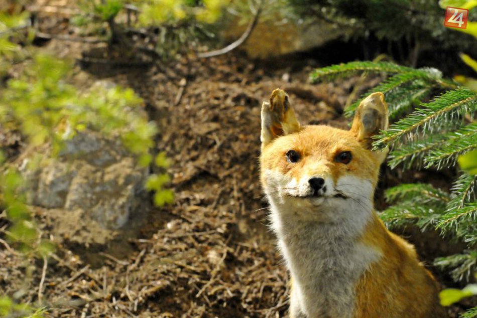 Ilustračný obrázok k článku Na štúrovských uliciach stretávajú ľudia čoraz viac líšok: Zakročila polícia