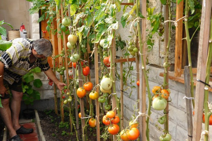 Ilustračný obrázok k článku Záhrada, ktorá púta pozornosť: Na Spiši môžete naraziť na najštipľavejšiu čili papričku na svete!