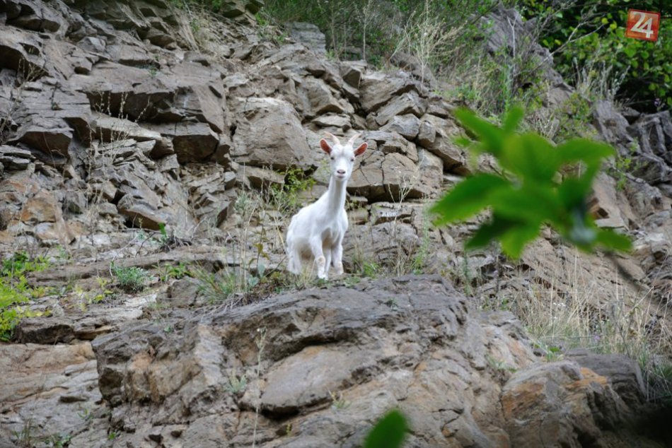 Ilustračný obrázok k článku Žiadne kamzíky, ale kozy: Uviazli na strmom kopci pod Dražovským kostolíkom