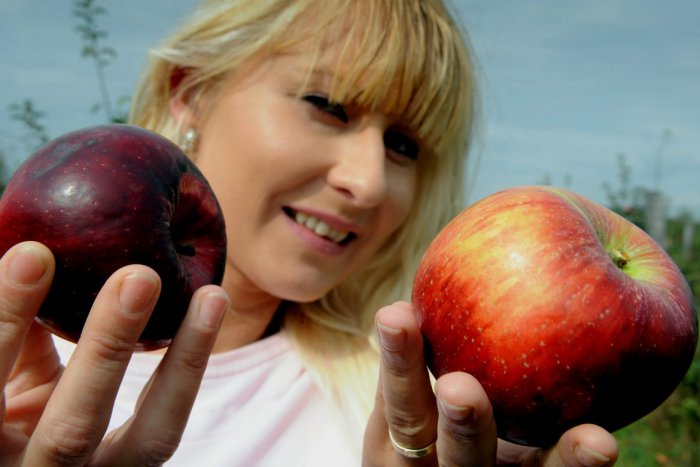 Ilustračný obrázok k článku Záhradkárom v okolí sa jablká vydarili: Stalo sa tak aj napriek zlému roku