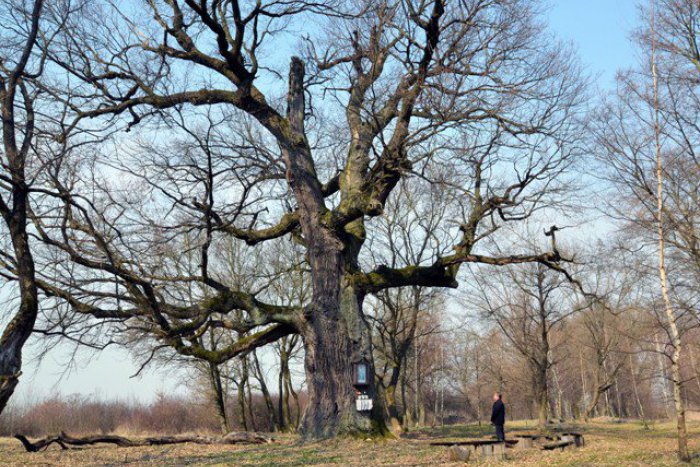 Ilustračný obrázok k článku Hľadá sa Strom roka 2015: Poobzerajte sa po svojom okolí, odfoťte ho a vyhrajte!