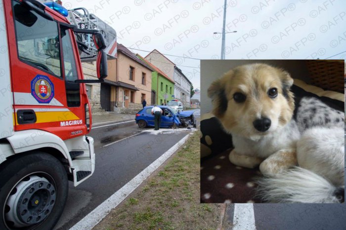 Ilustračný obrázok k článku Pri havárii na žiarskej hlavnej ceste sa stratil psík: Foxík sa zľakol a ušiel, nevideli ste ho?