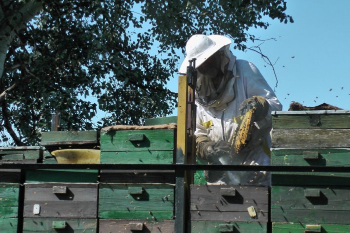 Ilustračný obrázok k článku Skvelý nápad kremnických lesníkov: Vracajú sa k tradícii, idú sa starať i o včely!