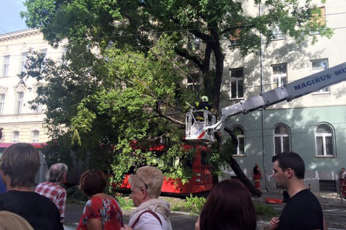 Ilustračný obrázok k článku Štefánikova ulica je už prejazdná. Na autobus MHD tu spadol strom + FOTO