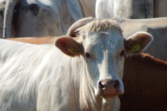 Ilustračný obrázok k článku FOTKA z nášho regiónu dobýja internet: Stádo kráv si to namierilo rovno cez sídlisko!