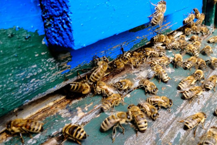Ilustračný obrázok k článku Včely priniesli Lučenčanom nové pracovné príležitosti: Prví absolventi už v akcii