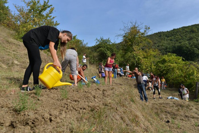 Ilustračný obrázok k článku Dobrovoľníci z Lučenca vysadili 200 sadeníc levandule: S úrodou majú pestovatelia voňavé plány