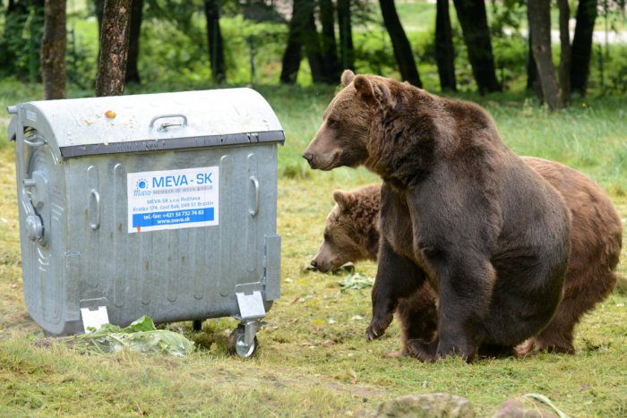 Ilustračný obrázok k článku Medvede kvôli dozretému ovociu v záhradách schádzajú z lesov: Prekvapiť môžu aj obyvateľov miest nášho regiónu