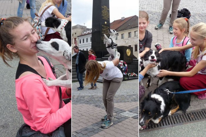 Ilustračný obrázok k článku Podarení havkáči sa okoloidúcim postarali o dobrú náladu: Roztomilé kúsky psíkov na bystrickom námestí!