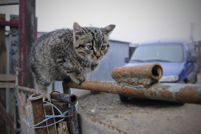 Ilustračný obrázok k článku Záchrana alebo ďalšie utrpenie pre zvieratá? V bratislavskom útulku boli choré mačky a opitá chovateľka, vraví dobrovoľníčka