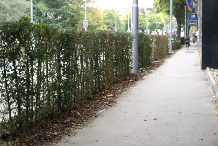 Ilustračný obrázok k článku Na Štefanovičovej ulici vyrastá nový zelený plot, dôvodom je zamedziť postrannému parkovaniu áut