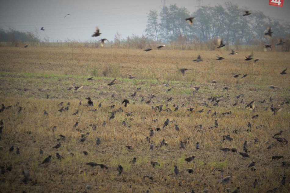 Ilustračný obrázok k článku Michalovské polia zobrali vtáky útokom: Traktor je pre nich požehnaním, pozrite FOTO a VIDEO