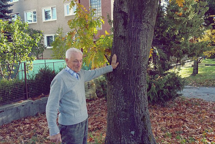 Ilustračný obrázok k článku Dôchodca (78) nad mestom vysadil viac ako 150 stromčekov: Dôvodom je opätovné zalesnenie kopca!