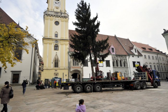 Ilustračný obrázok k článku Bratislavským vianočným stromom bude 35-ročný smrek z Rače. Na Hlavné námestie ho osadia už o pár dní