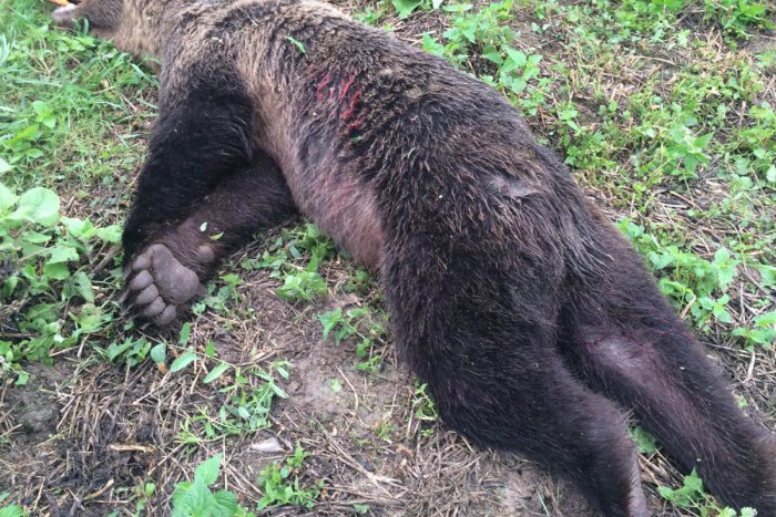 Ilustračný obrázok k článku Na Poľane zastrelili mladú medvedicu: V rámci povoleného odstrelu ide o prvého medveďa