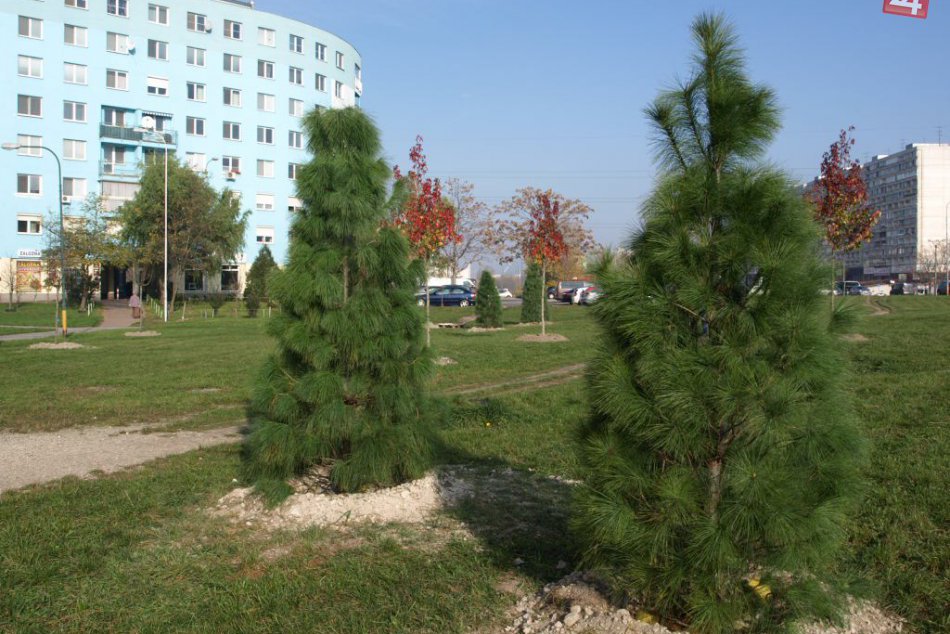 Ilustračný obrázok k článku Viac ako 27-tisíc eur investuje mesto do výsadby zelene, kde pribudnú nové stromy?