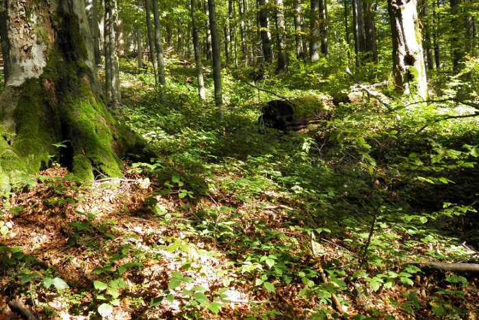 Ilustračný obrázok k článku Kradne sa aj v lese: Dlhoprstý spôsobil škodu najmenej 600 eur, na čo sa ulakomil?