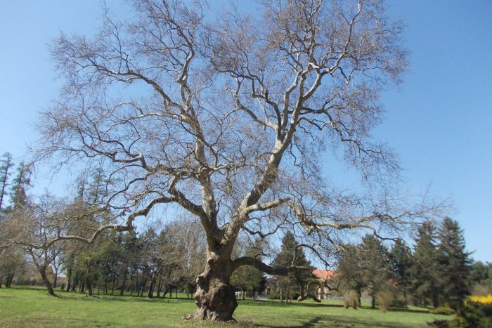 Ilustračný obrázok k článku Zažil ešte vládu Márie Terézie, no i dve svetové vojny: Toto je on, najstarší strom v Nitre!