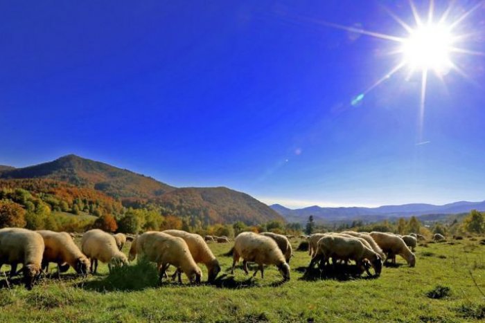 Ilustračný obrázok k článku Senianske rybníky s novinkou: Pribudnú tam ovce a kozy