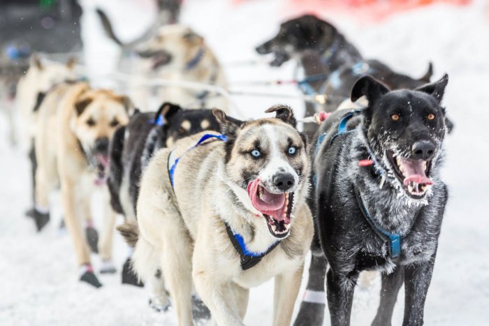 Ilustračný obrázok k článku Štvornohí chlpáči sa predvedú na snehu: Králiky budú hostiť preteky psích záprahov, pozrite si program!
