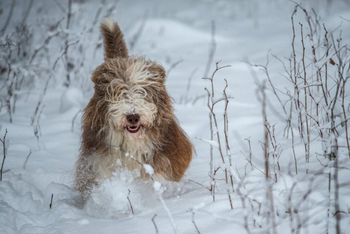 Ilustračný obrázok k článku Je medzi nimi aj váš štvornohý miláčik? TOP 10 najobľúbenejších plemien psov v Lučenci