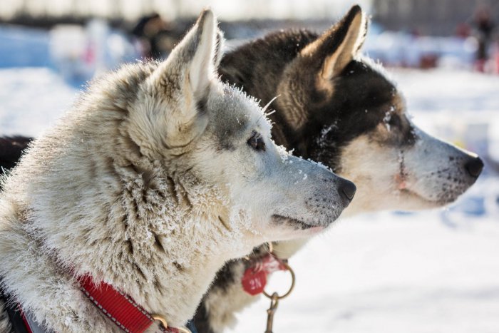 Ilustračný obrázok k článku Psie záprahy v Kremnických vrchoch na tenkom ľade: Budú, nebudú... poznáme verdikt!
