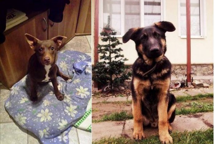 Ilustračný obrázok k článku Nechcené vianočné darčeky či opustené po odsťahovaní: Smutné osudy zvierat z topoľčianskeho útulku