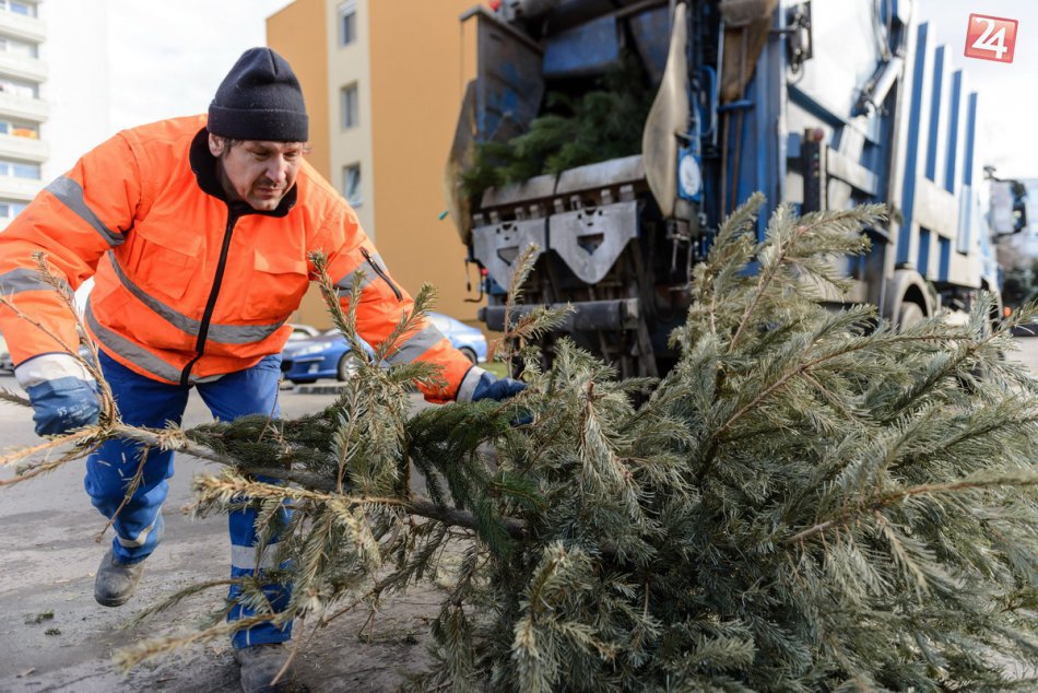 Ilustračný obrázok k článku Veľké povianočné upratovanie: Mesto už začalo so zberom vyhodených vianočných stromčekov