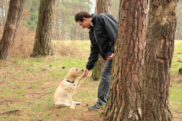 Ilustračný obrázok k článku Výcviková škola pre vodiace a asistenčné psy hľadá dobrovoľníkov