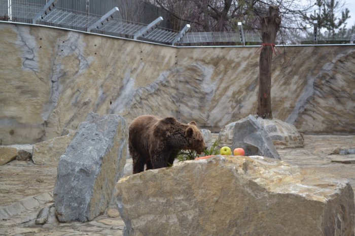 Ilustračný obrázok k článku Na vlastné oči ho uvidíte až v apríli, na fotkách už teraz: Medveďom Maťovi a Dáši vybudovali v zoo nový domov