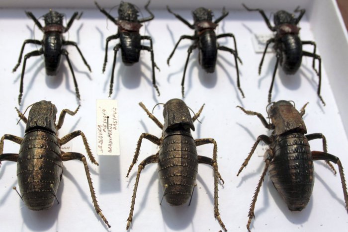 Ilustračný obrázok k článku Výstava, ktorá upúta pozornosť: Lučenecké múzeum plné tropického hmyzu