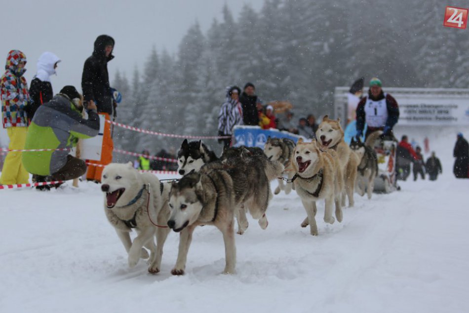 Ilustračný obrázok k článku Preteky psích záprahov na Šachtičkách prilákali vyše 40 mašérov: FOTO štvornohých chlpáčov v akcii!