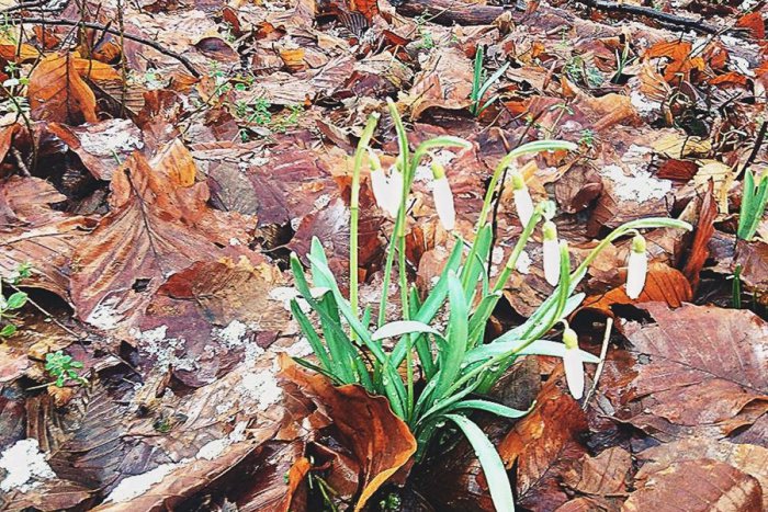 Ilustračný obrázok k článku Dve tváre nášho regiónu: Prvé snežienky a vyššie stále sneh!