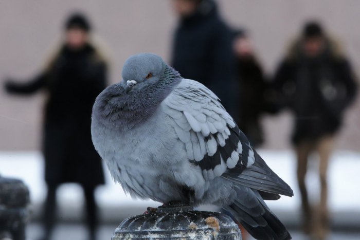 Ilustračný obrázok k článku Mesto chce podporiť zaujímavú myšlienku: Vytvorí sa sieň tradícii pre poštové holuby?
