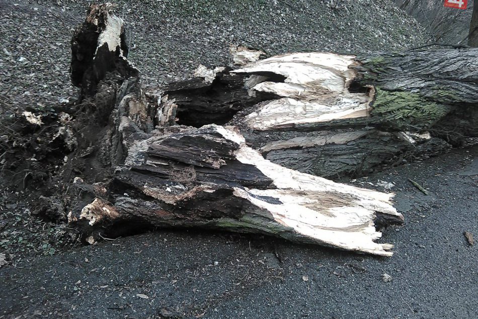 Ilustračný obrázok k článku FOTO, ktoré mnohým vyrve srdce: Staručký strom v Zámockej to už nevydržal