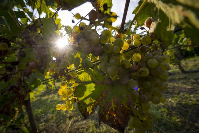 Ilustračný obrázok k článku SVET O SLOVENSKU: Francúzi obdivujú naše vinohradníctvo