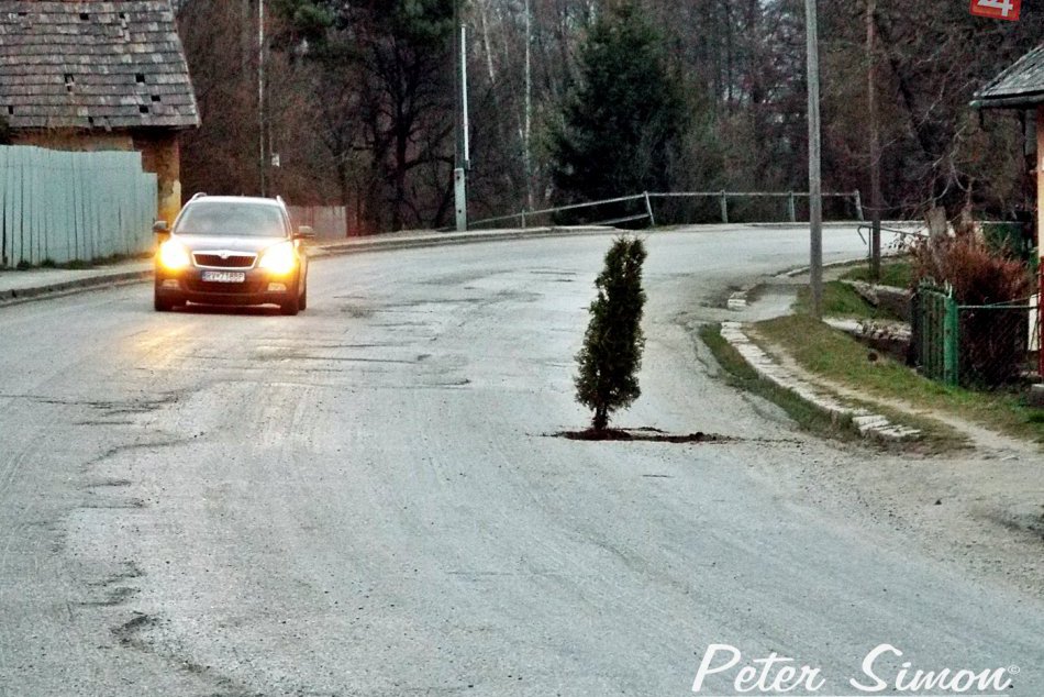 Ilustračný obrázok k článku Vodiči si zrazu išli oči vyočiť: Uprostred cesty sa ocitol zasadený strom! FOTO