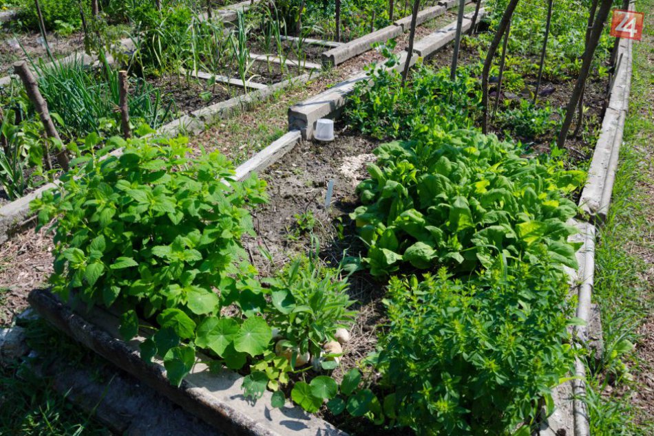 Ilustračný obrázok k článku V Trnave vzniká prvá komunitná záhrada: Odštartuje ju výsadba Jedlého parku