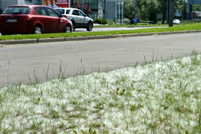 Ilustračný obrázok k článku Plný nos jari: Alergikov v Bratislave opäť potrápi peľ z topoľov či javorov