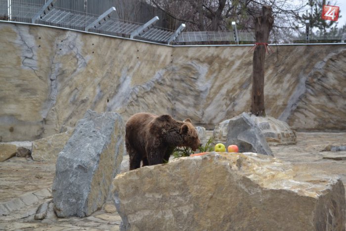 Ilustračný obrázok k článku V spišskej zoo slávnostne otvoria nový výbeh pre medvede: Na čo všetko sa môžete tešiť?