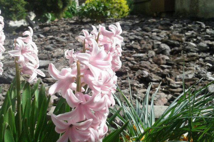 Ilustračný obrázok k článku Z čižiem rovno do plaviek? Nitranka Janka sa pozrela na teplomer a nechápala, FOTO vnútri