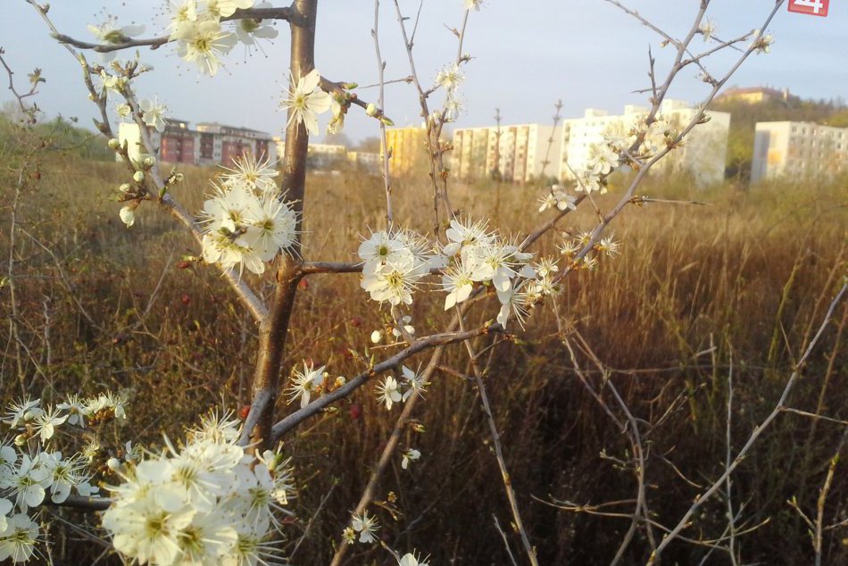 Ilustračný obrázok k článku Jar je konečne tu, pozrite ako krásne Hlohovec rozkvitol: FOTO ako dôkaz!