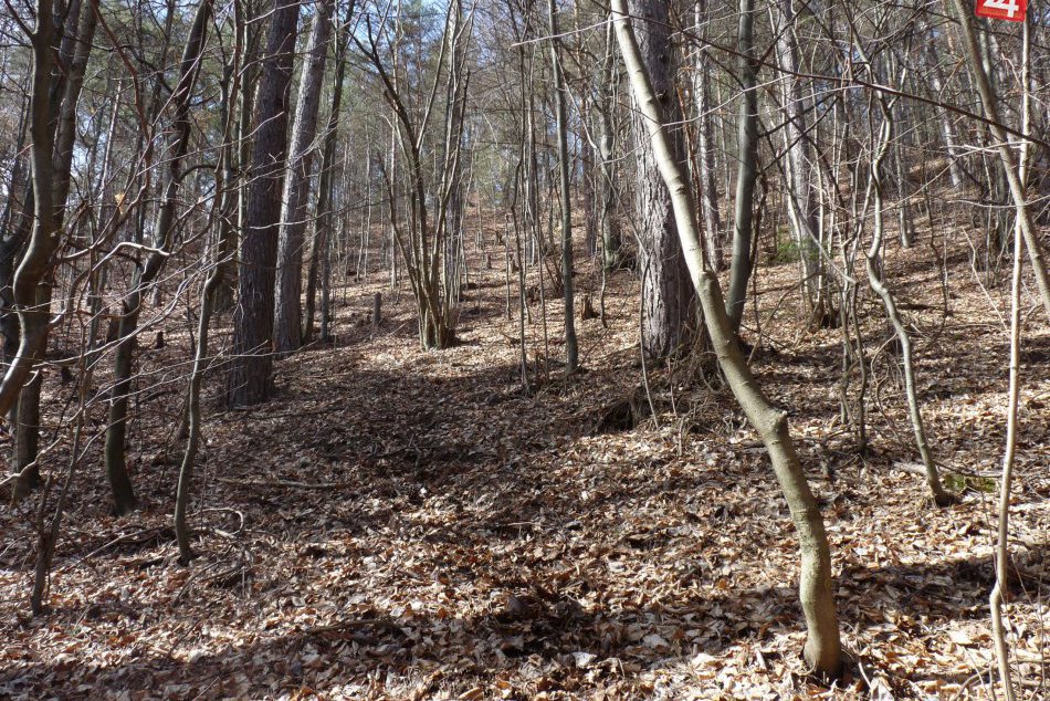 Ilustračný obrázok k článku Bežné lesné práce pri známej dedinke sa skončili drámou: Pyrotechnik v akcii!