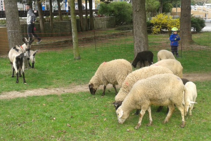Ilustračný obrázok k článku Ovce a kozy priamo v centre mesta: Ďalšia vydarená akcia ovčiarov