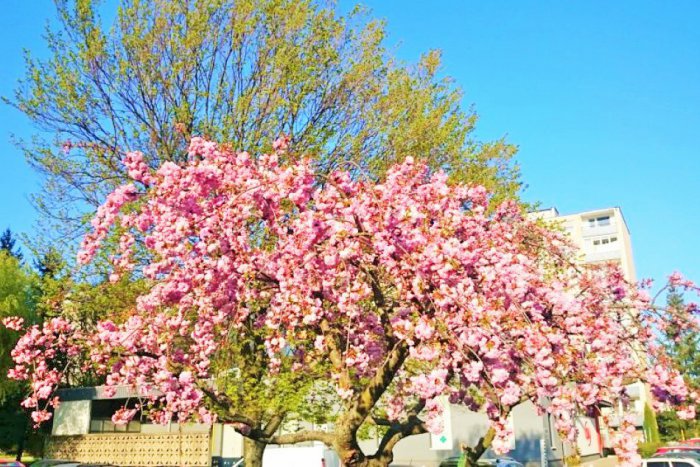 Ilustračný obrázok k článku Jarný oddych v našom okolí, ktorý vám dobije baterky: 5 miest v Prešove, kde si prídete na svoje